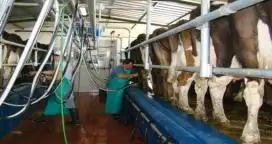 El estrés calórico afecta fuertemente el nivel de producción y la fertilidad de las vacas lecheras