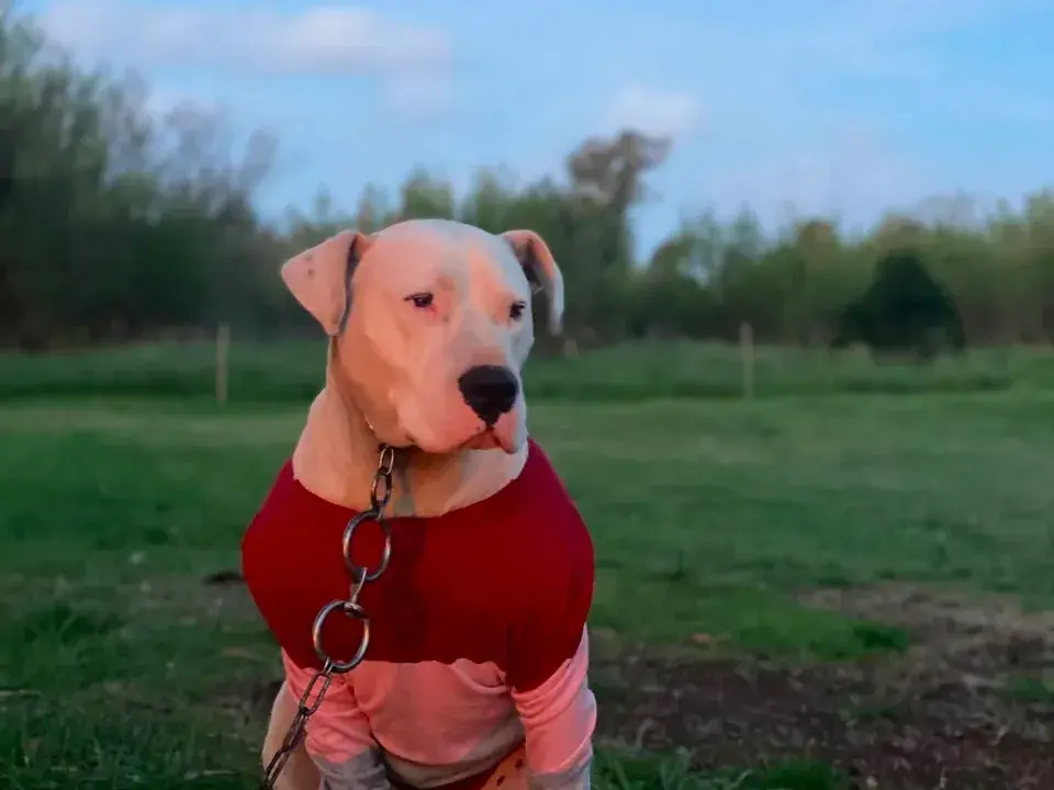 "Le arrebataron a su mejor amigo": El descargo de una madre tras el asesinato de su perro