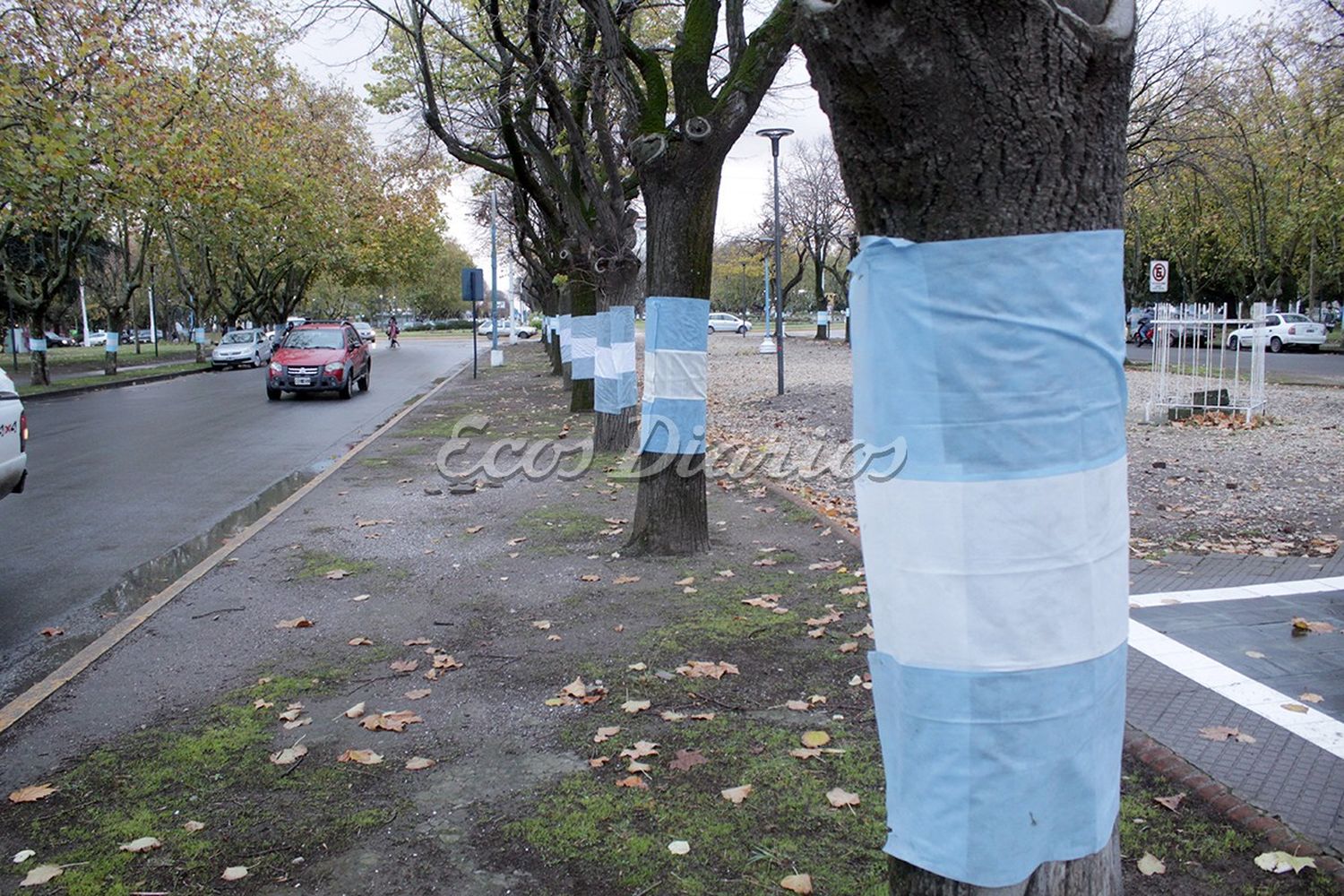 Embanderados. Los árboles de la plaza Dardo Rocha