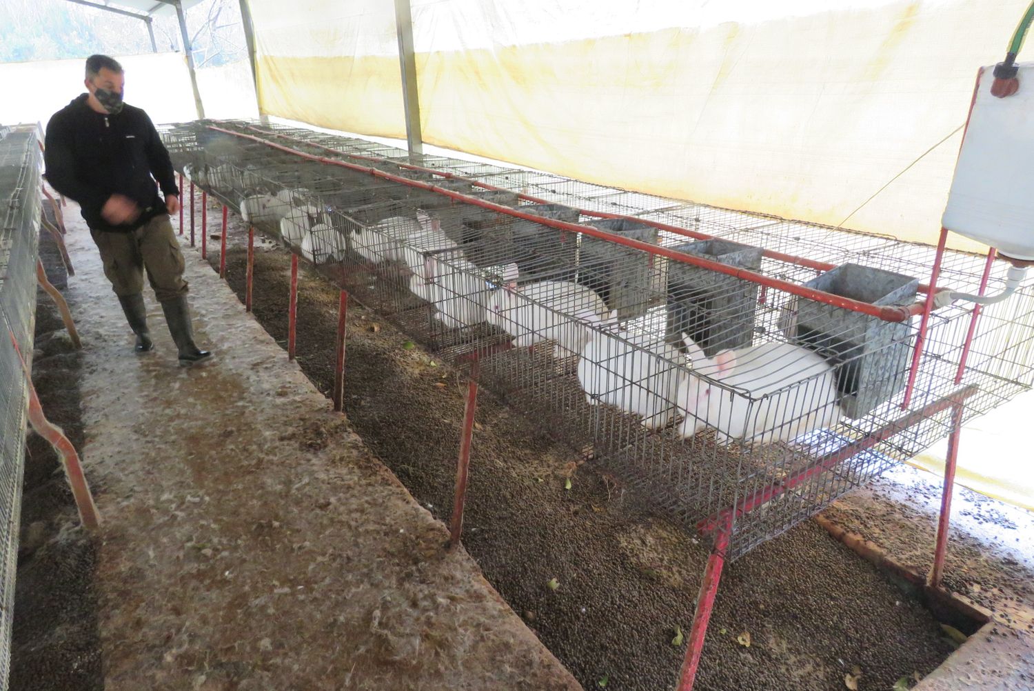 Conejos for export