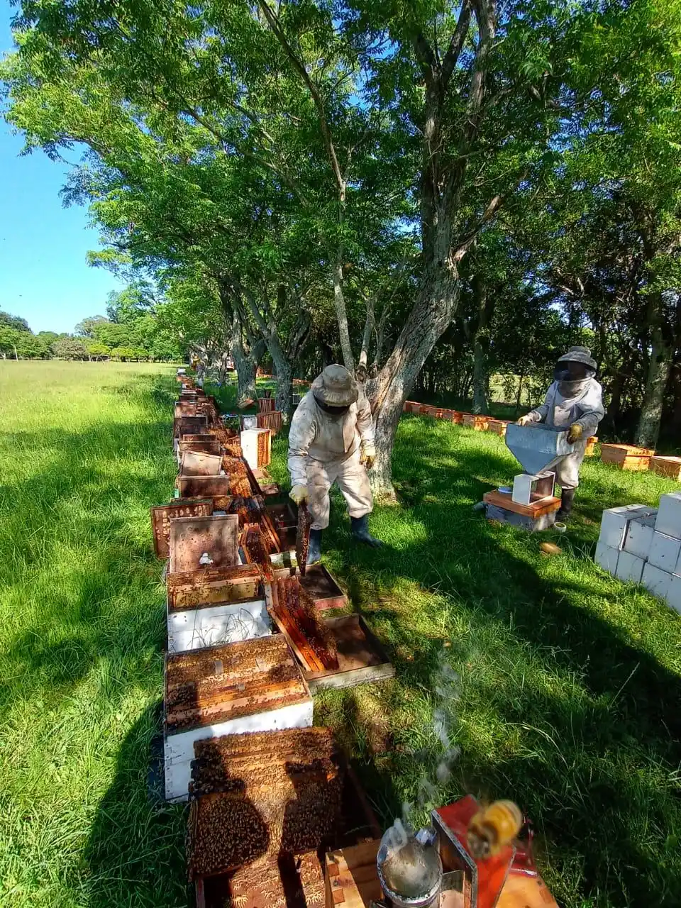 Multiplicación de Colmenas en Chascomús: Un paso hacia el desarrollo de la Apicultura Regional