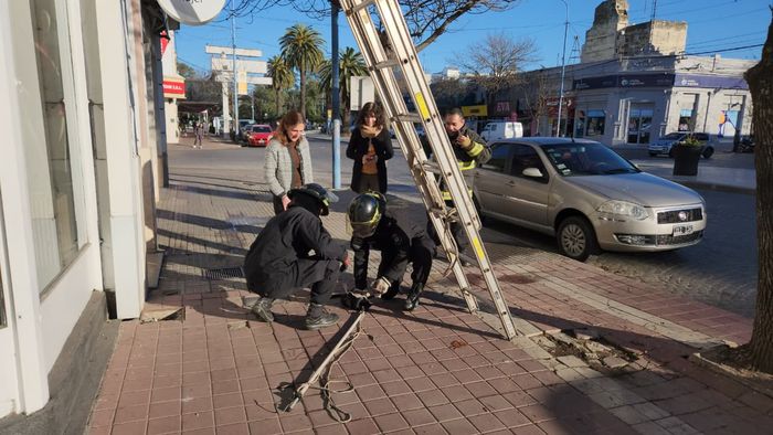 gatita dadia encontrada en el centro - 4