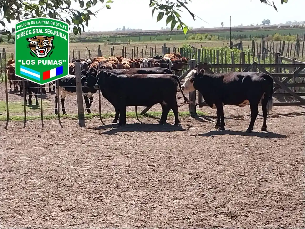 Uno de los campos donde se llevó adelante parte del operativo.
