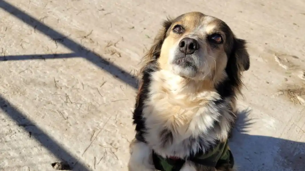 El cronograma de castraciones gratuitas para perros y gatos en la ciudad