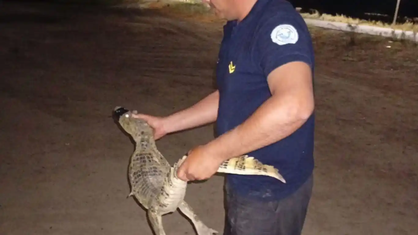 Juan G. Bazán: vecina encontró a un yacaré dentro de su propia casa