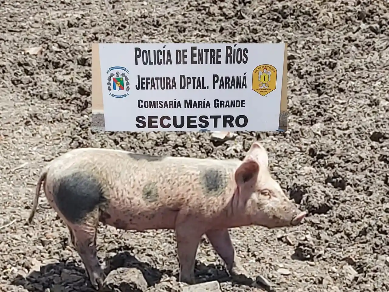 En María Grande personal policial investigó el robo de dos lechones