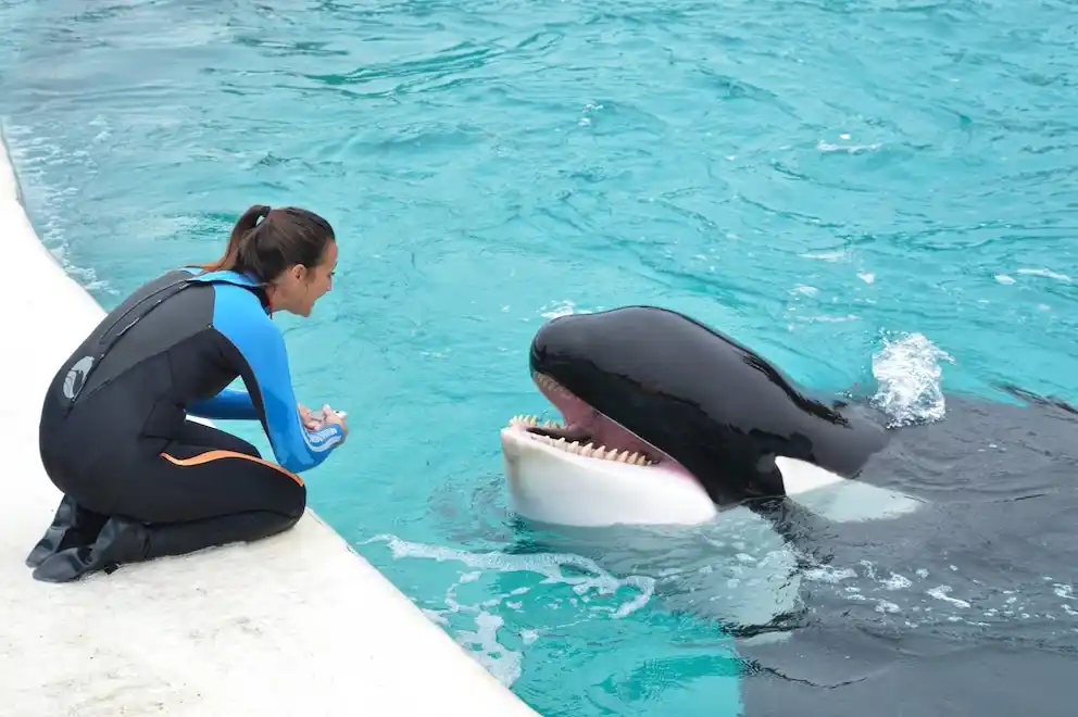 Murió Kshamenk, la orca de Mundo Marino