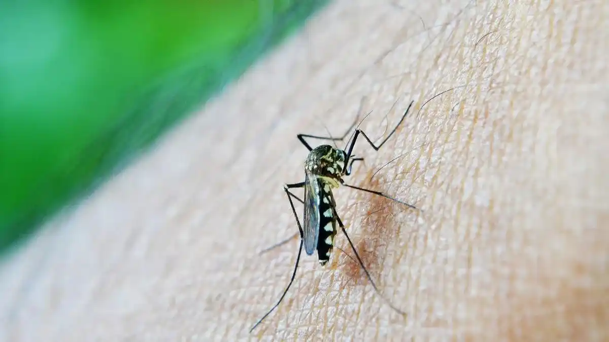 El Aedes aegypti