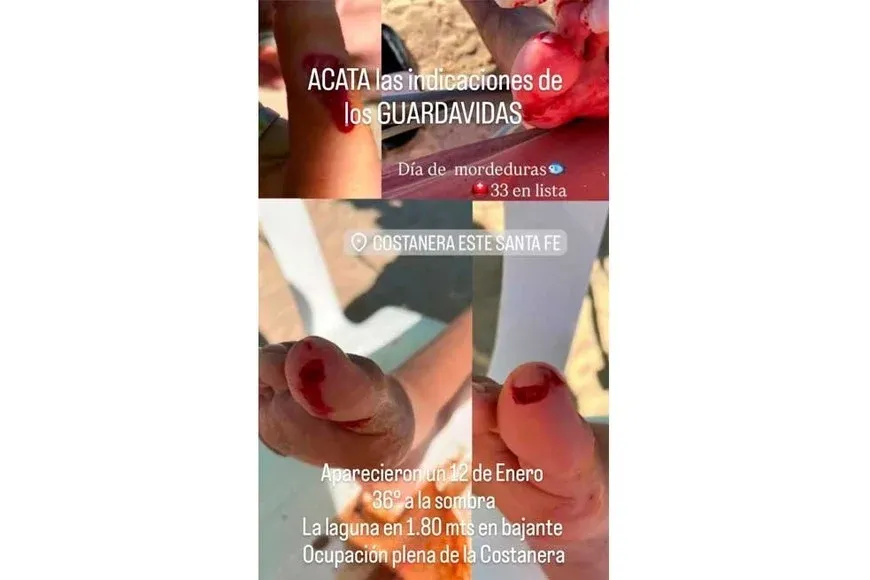 palometas - 2