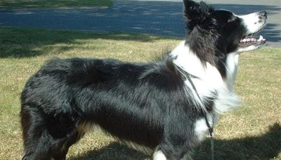Mascotas: buscan a Ciro