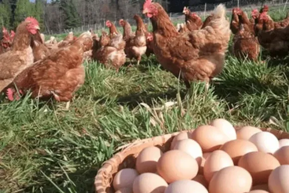 Misterio develado: la inteligencia artificial reveló si fue primero el huevo o la gallina