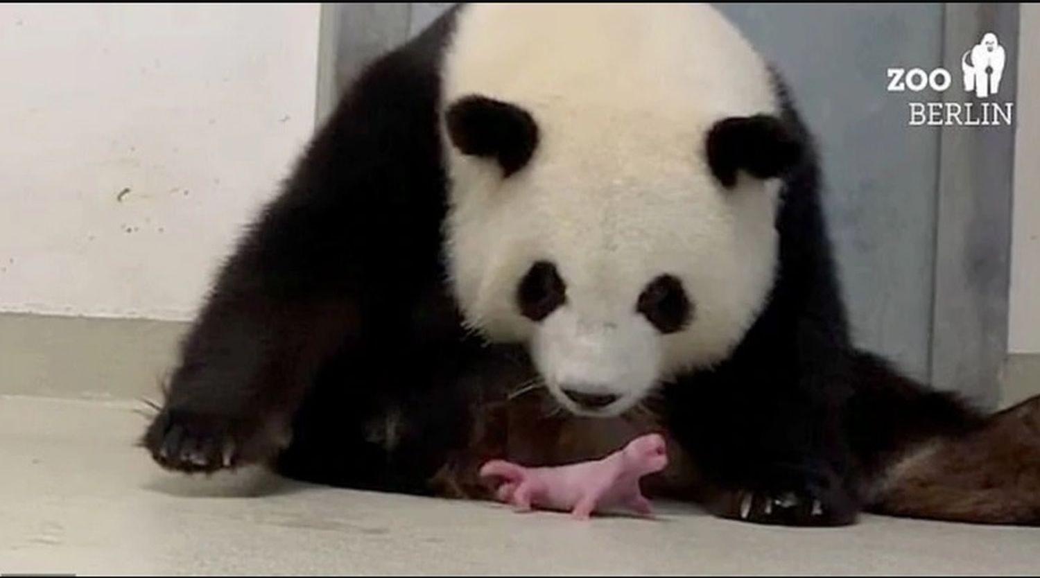 El zoológico de Berlín celebró el raro nacimiento de dos pandas gemelos