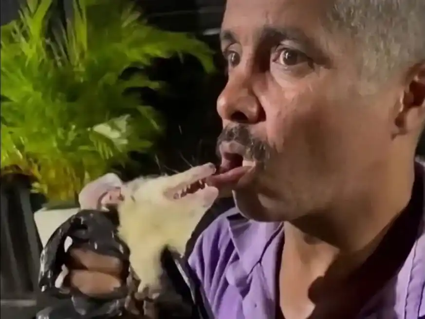 Video: quiso hacer una broma con una zarigüeya y el animal lo mordió