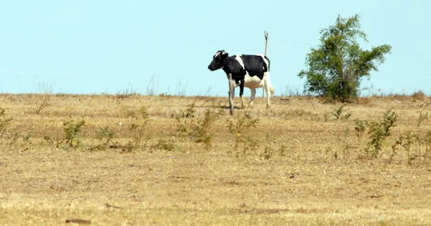 Por la sequía, los tambos chicos perderían un 14% de producción diaria