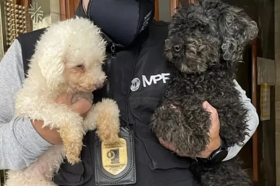 Las emotivas fotos del rescate de 18 caniches que eran maltratados en una casa de Almagro