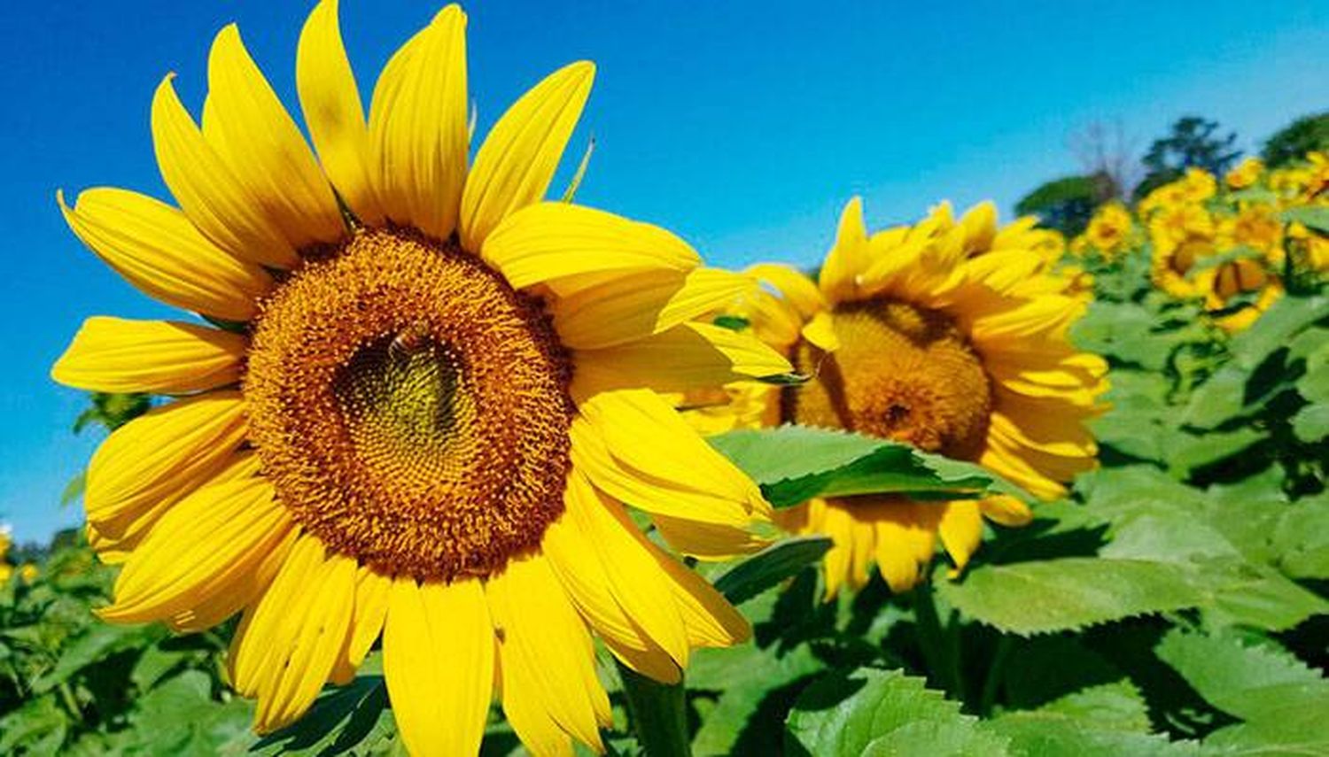 Finalizó la cosecha de girasol con el rinde promedio más alto en 20 campañas