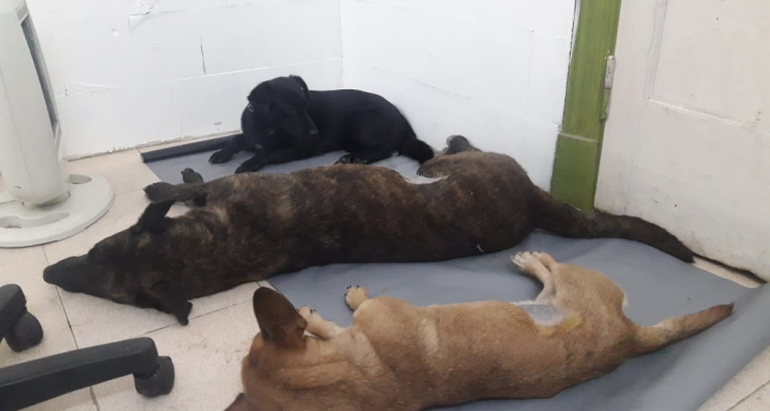 Programa de control canino: Llevan realizadas más de 100 castraciones gratuitas