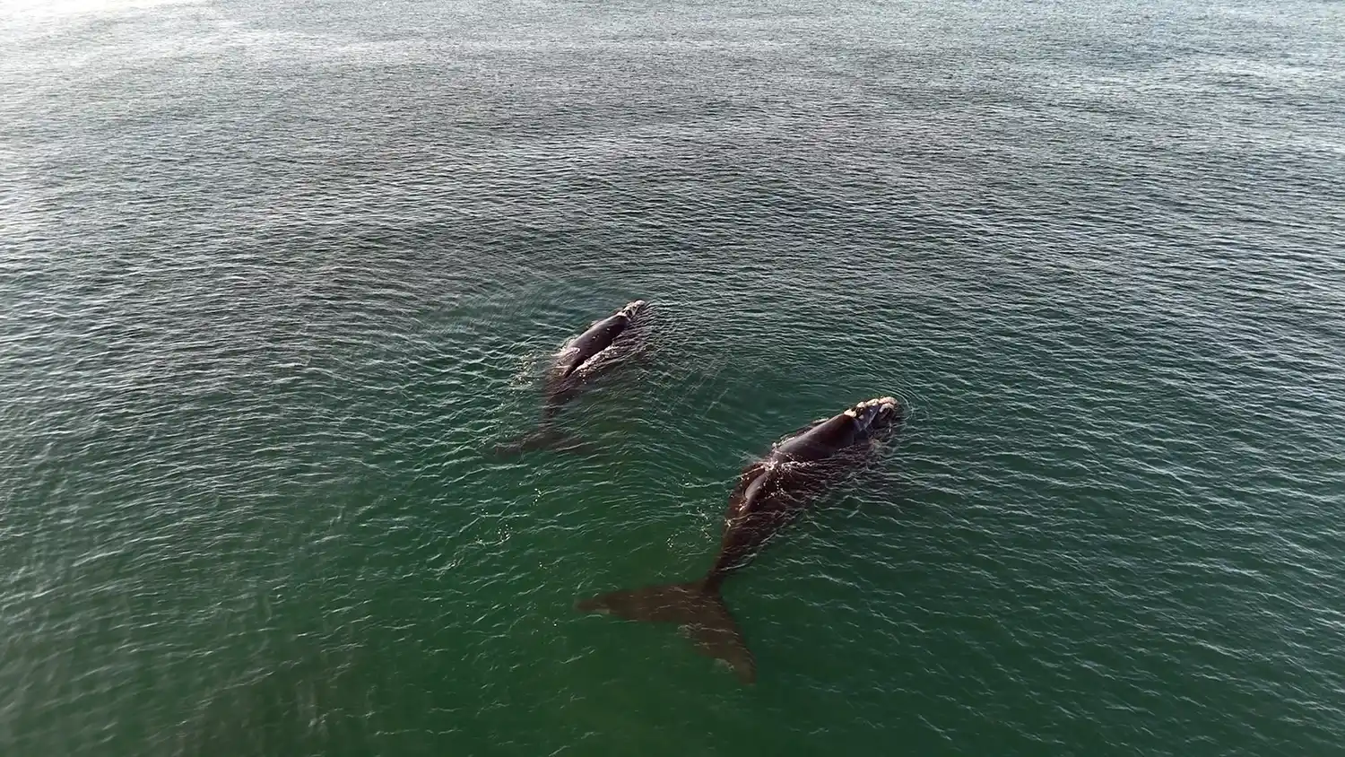 Zona de avistaje. En la región, es cada vez más habitual ver ballenas