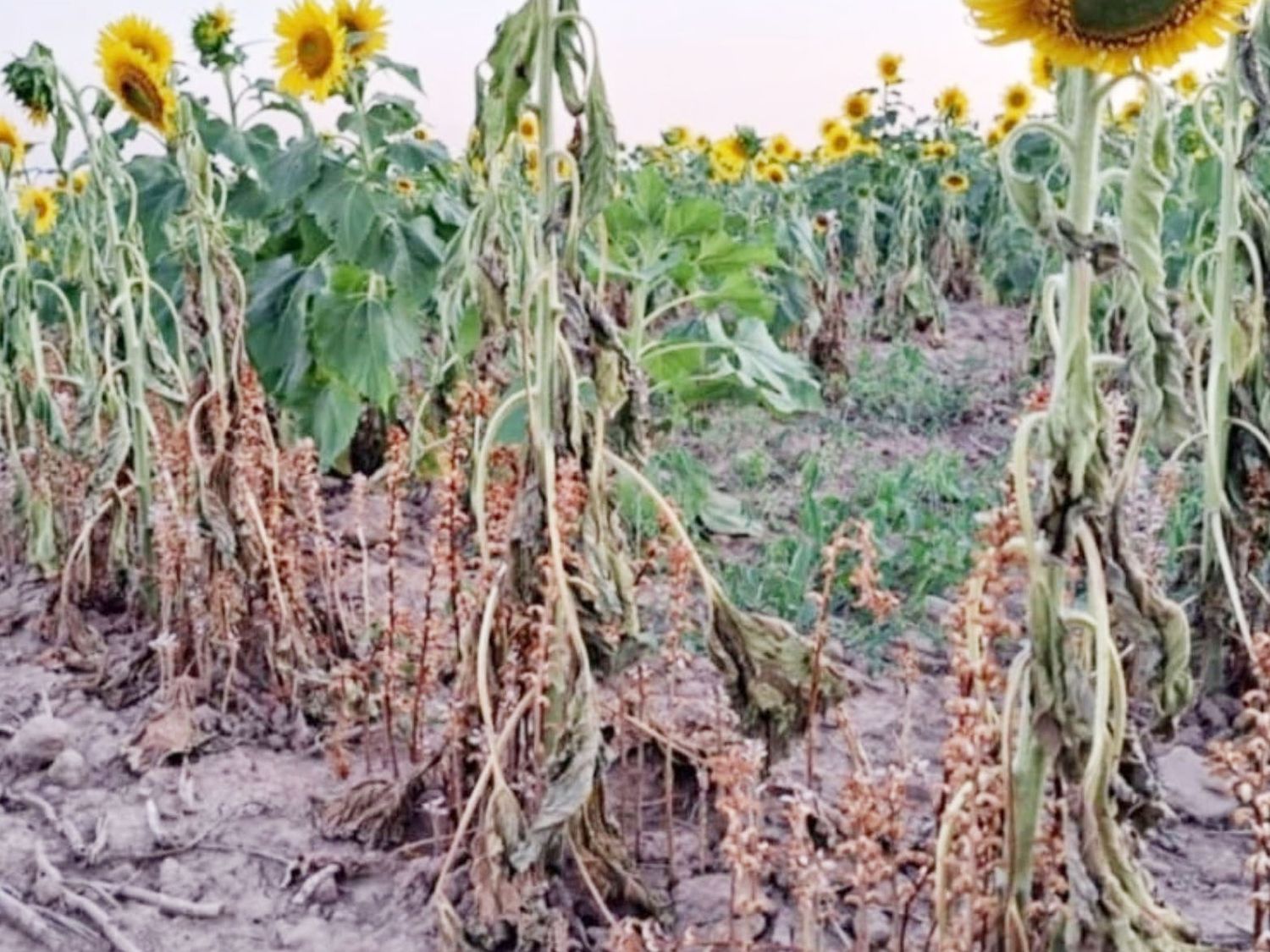 Entre Ríos toma medidas para prevenir el ataque de una plaga que afecta al cultivo de girasol