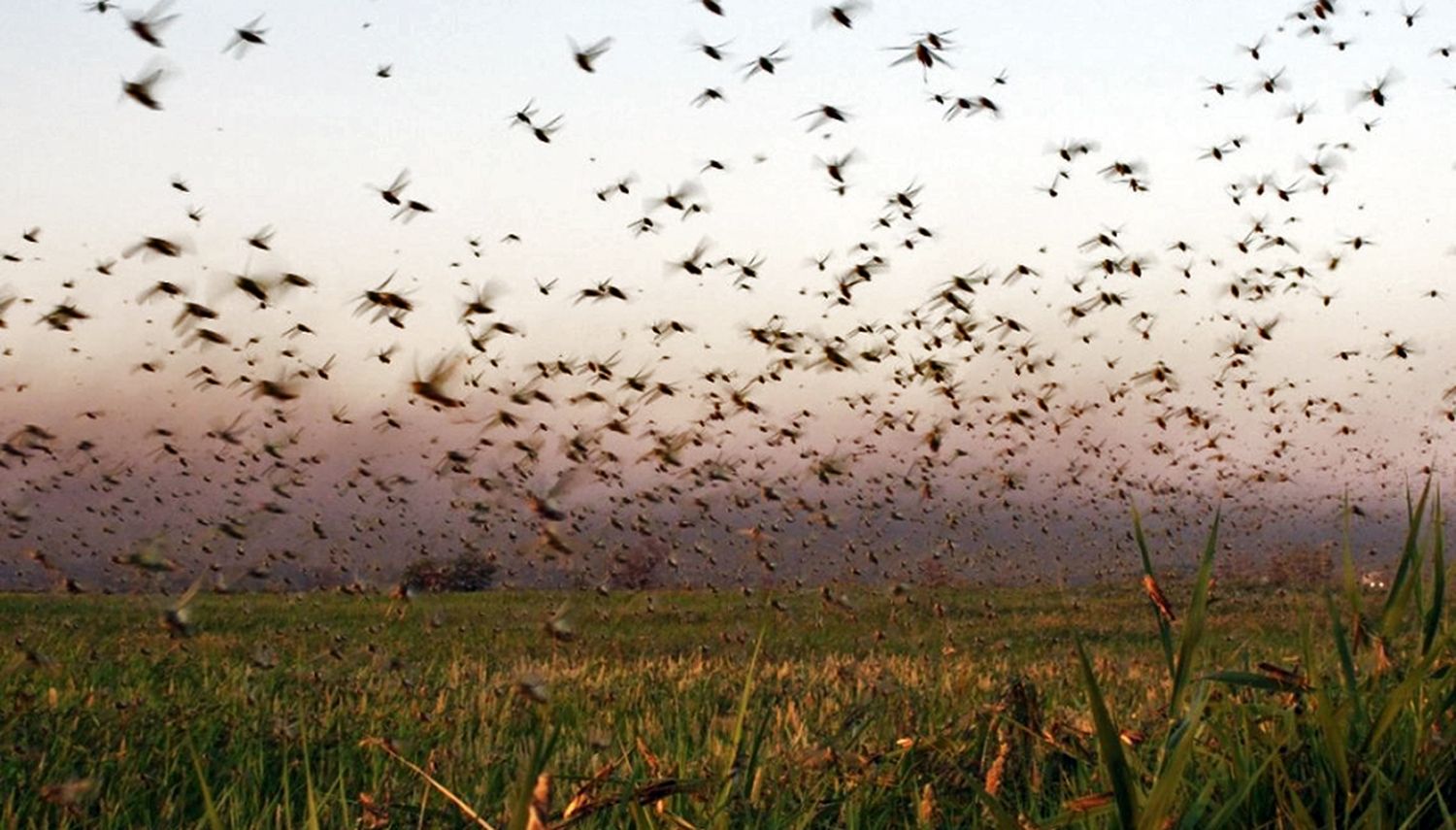 Alertan una invasión de langostas en Santiago del Estero