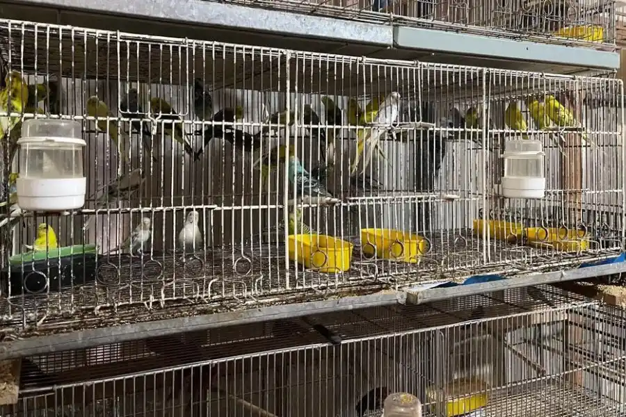 Estaban a la venta: más de cien aves, tortugas y ranas fueron secuestradas