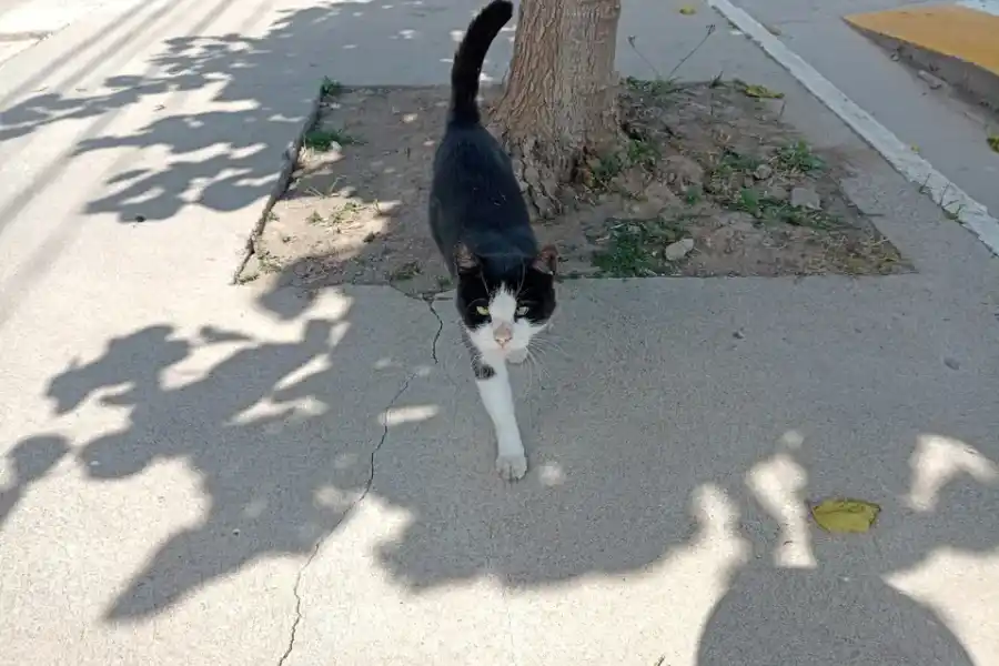 Un ciudad de la región multará a quienes abandonen animales en la calle: las multas serán caras