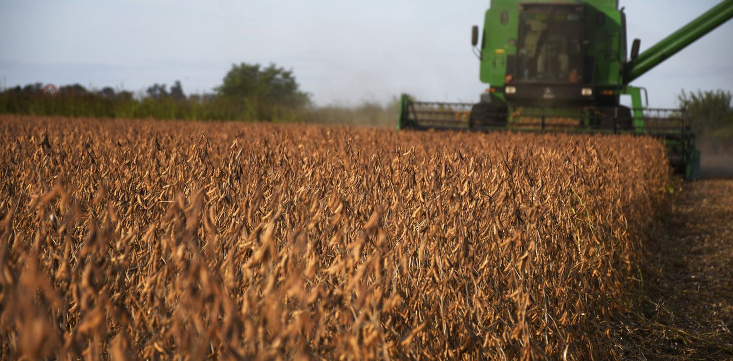 Con sólo 3% del área cosechada del cultivo de primera, el rinde promedió 44 qq/ha