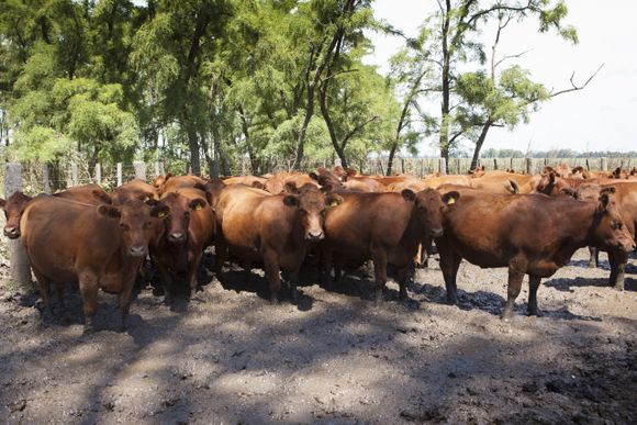 Detectaron un foco de garrapata en un campo bonaerense