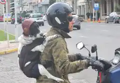 Mar del Plata: pasea con su perro en distintas motos y se volvió viral
