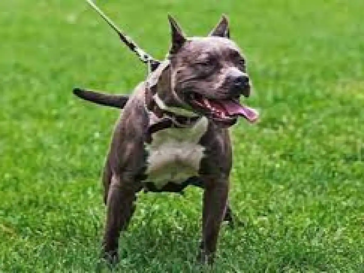 Detuvieron al dueño del Pitbull que mató a una nena de 10 años