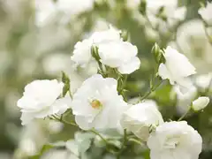 Rosales de ensueño: consejos infalibles para cuidar tu rosal y potenciar su floración