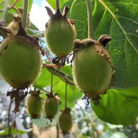 La Ruta del Kiwi en Saladillo: una experiencia turística para ser “cosechero por un día”
