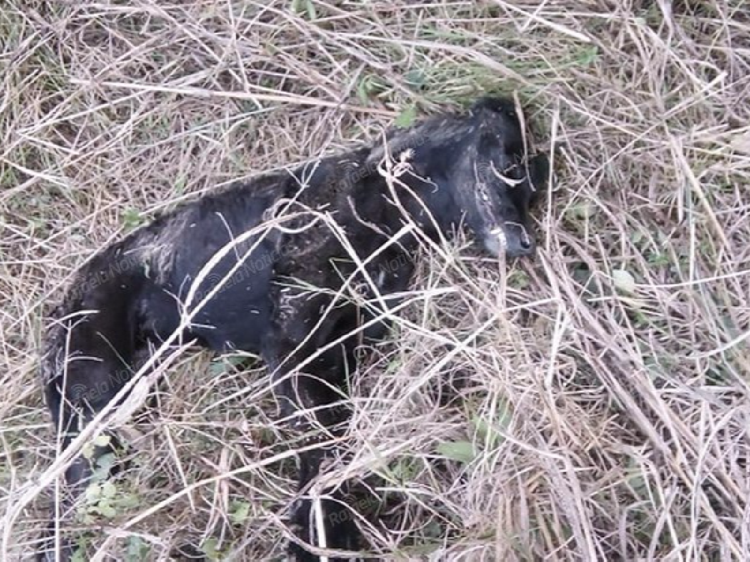 Volvieron los envenenamientos de perros en Colonia Aldao