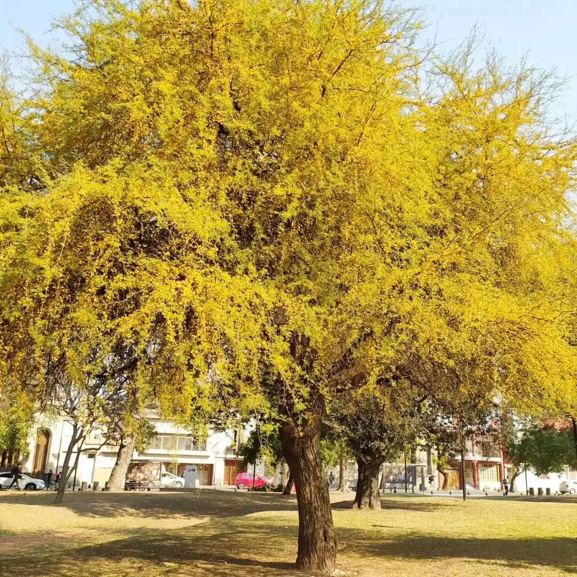 Espinillo