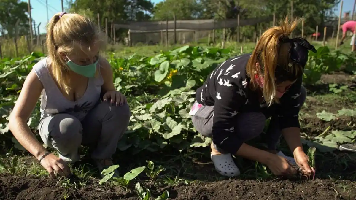 Regalan kits de semillas para hacer huertas familiares o comunitarias