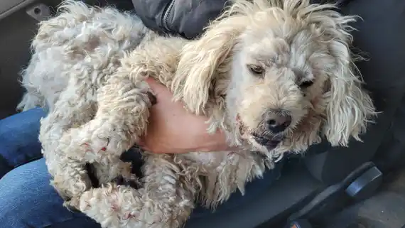 Buscan al dueño y piden colaboración para internar a un perro atropellado
