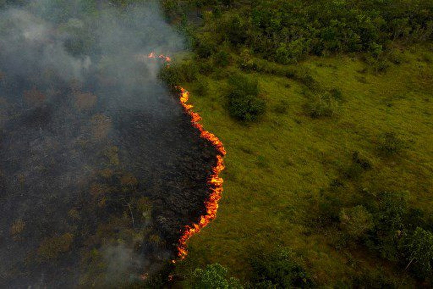 Las devastadoras cifras de la deforestación mundial (+Detalles)