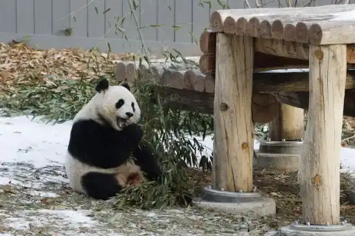 Conoce a Bao Li y a Qing Bao los pandas que le robaron el show a Trump en Washington (+Fotos)