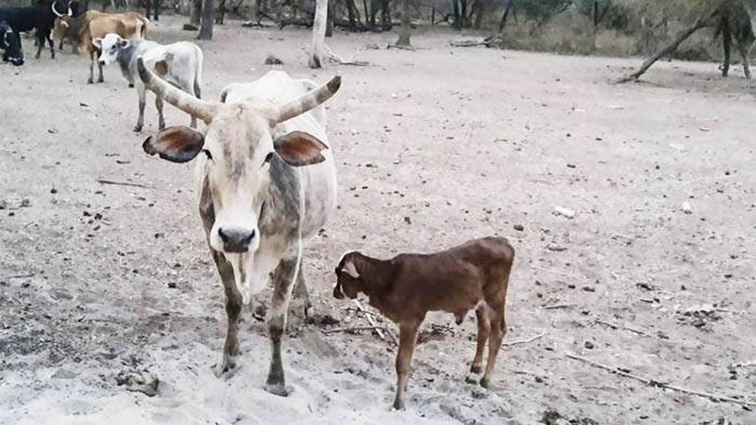 Declaran la emergencia  agropecuaria en Córdoba,  Corrientes y Chaco