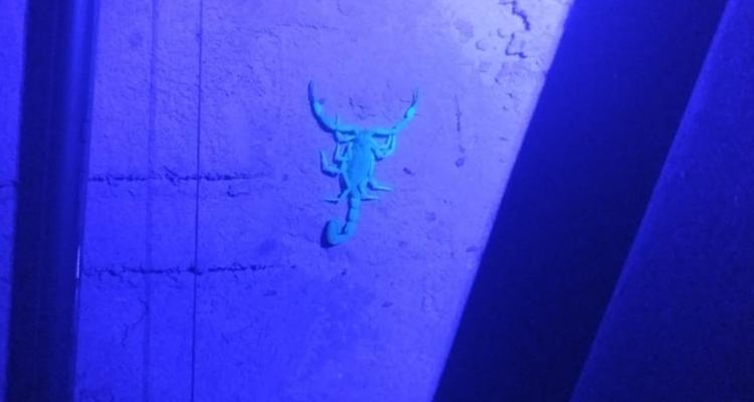 Encontraron dos nuevos alacranes venenosos y desalojarán la zona para fumigar