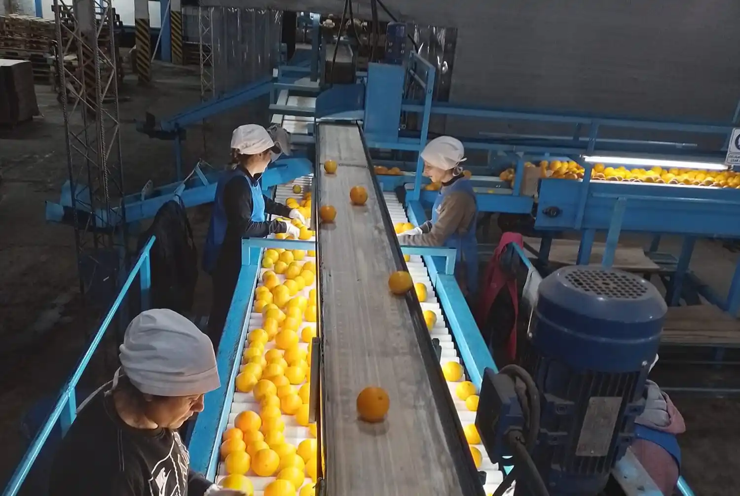 embaladores seda galpón de empaque