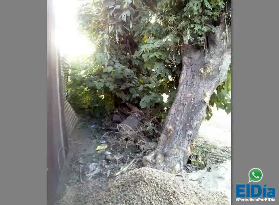 #PeriodistaPorElDía: árbol se está por caer e impide el paso