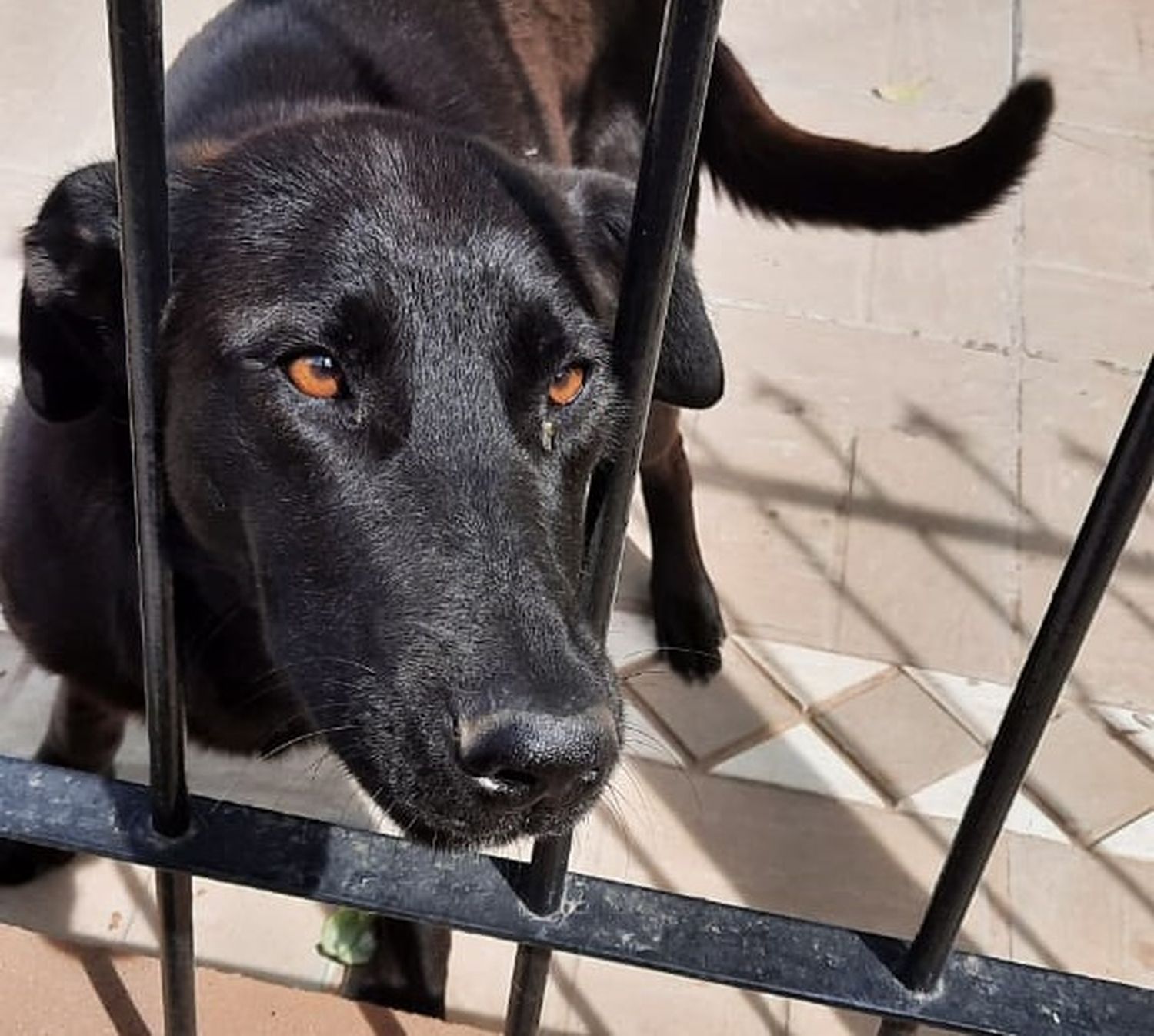 Encontraron una perra y buscan a su dueño