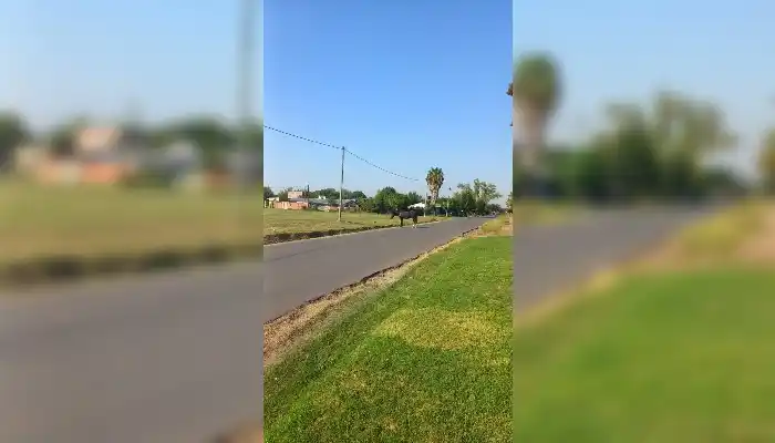 Vecina reclama por un caballo suelto