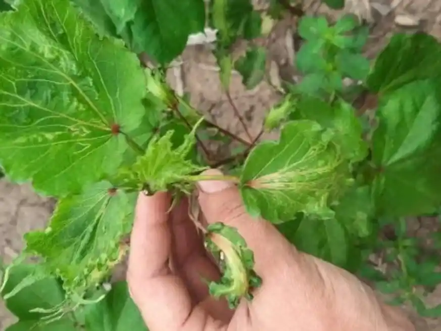 Herbicidas hormonales: cuando el aliado se puede convertir en enemigo.
