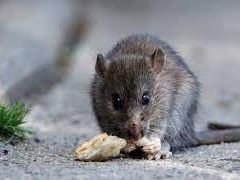 Santa Fe ya acumula 46 casos de leptospirosis