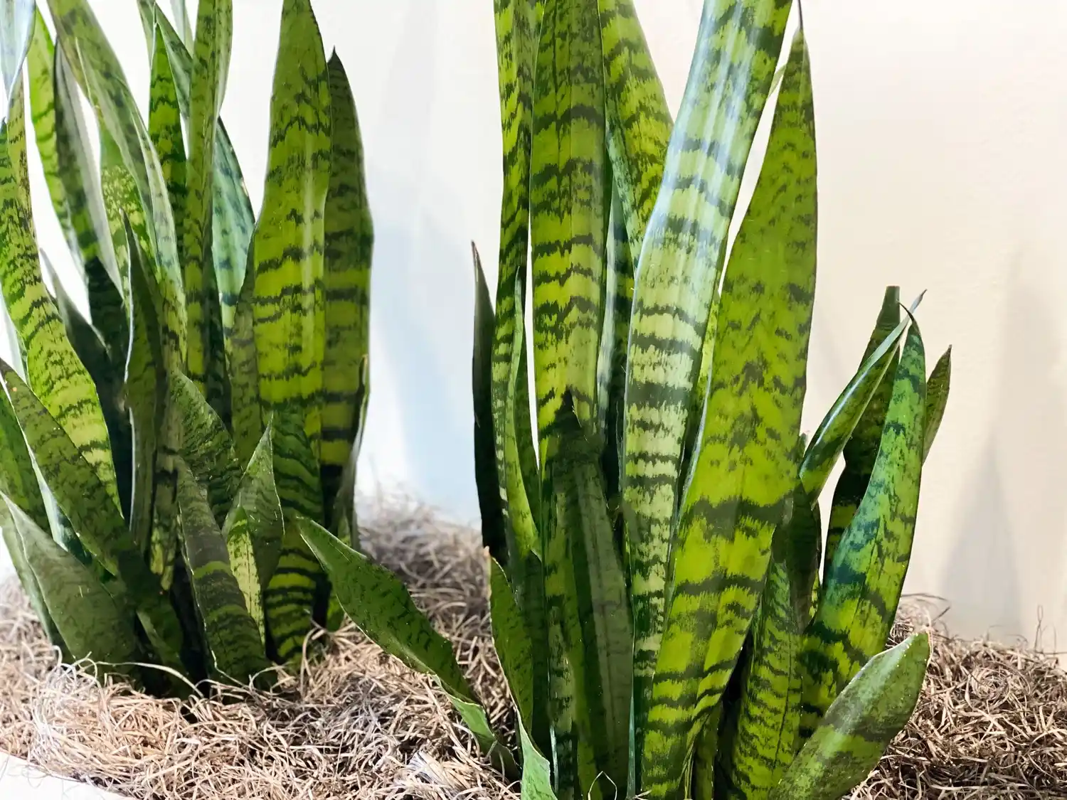 La lengua de suegra, o Sansevieria - 1