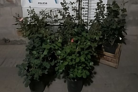 Detuvieron a adolescente que robó rosas de un vivero