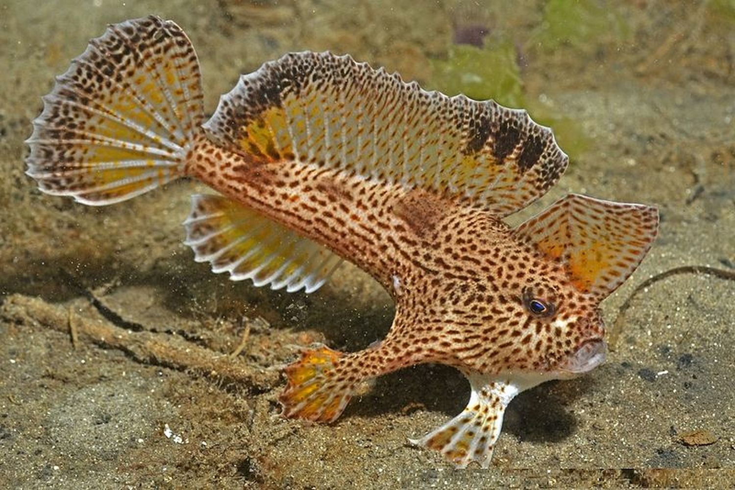 Peces con MANOS ¡Impresionantes!