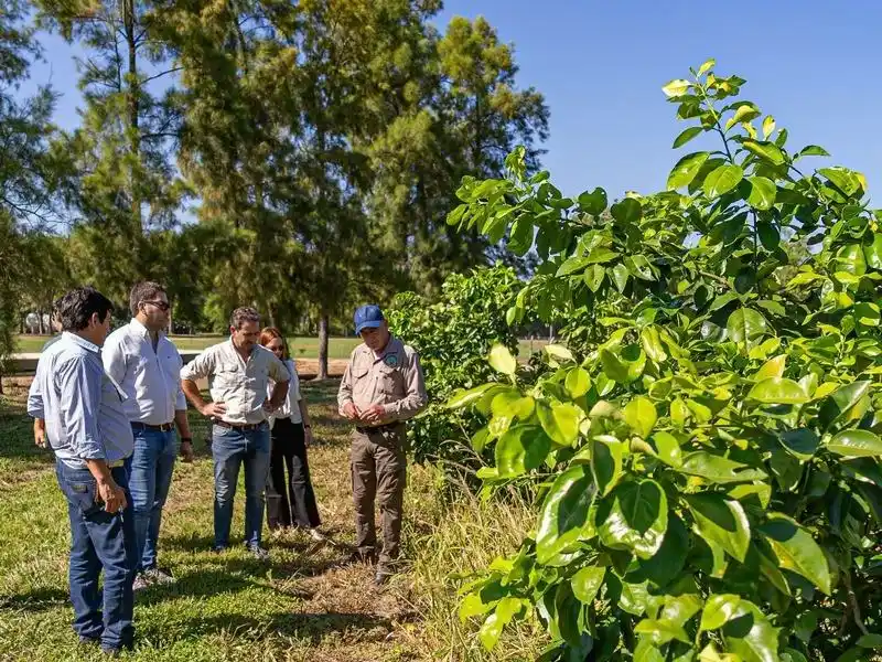 La provincia de Formosa recuperó su
estatus de área libre de HLB en cítricos